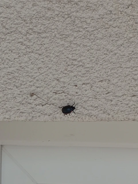 Chrysolina