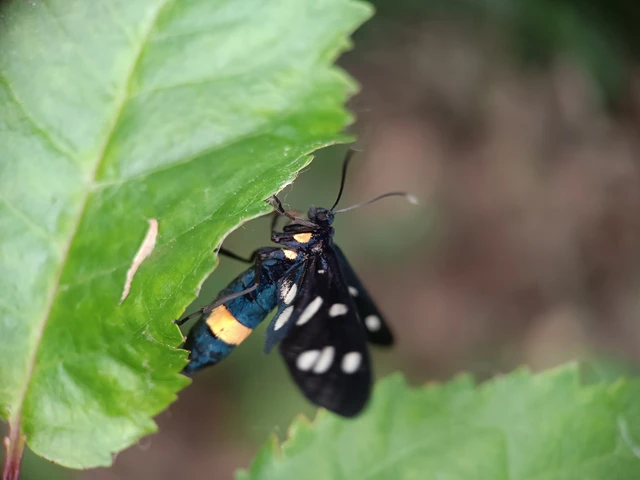 Amata phegea - fehérpettyes álcsüngőlepke
