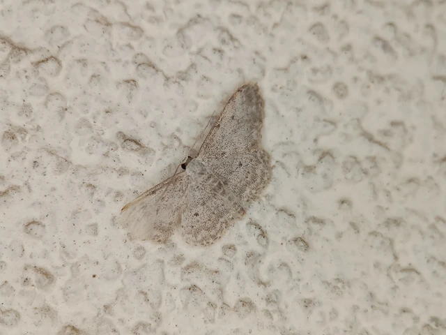 Idaea seriata - szürke apróaraszoló