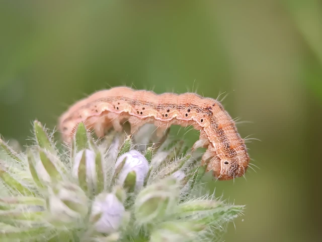 Helicoverpa armigera - kukorica-veteménybagoly