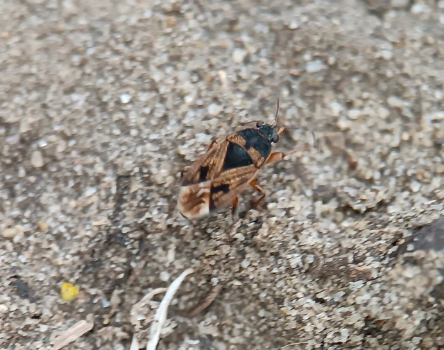 Rhyparochromidae - földibodobácsok