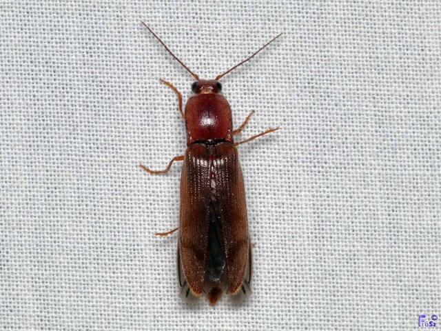 Stenagostus rhombeus - rombusznyakú pattanó