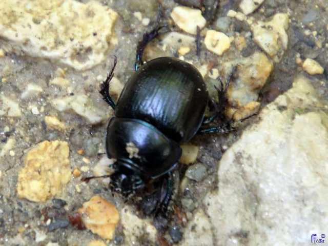 Anoplotrupes stercorosus - erdei álganéjtúró