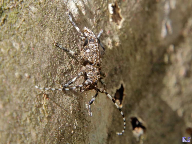 Aegomorphus clavipes - tarka cincér Aegomorphus clavipes - tarka cincér