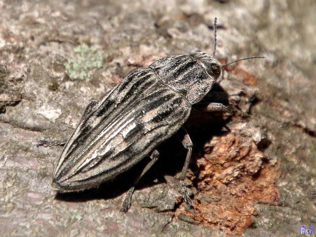 Chalcophora mariana - nagy fenyvesdíszbogár