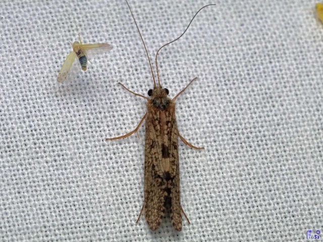 Trichoptera - Tegzesek