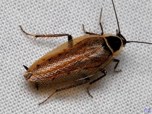 Blattodea - Csótányok Blattodea - Csótányok