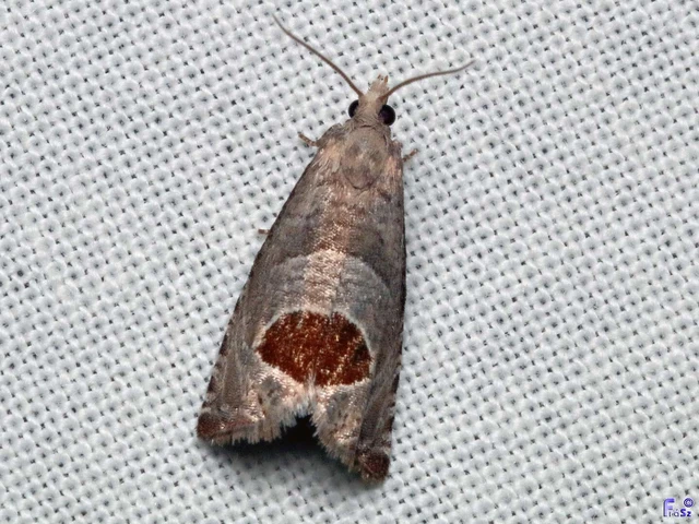 Notocelia uddmanniana - málnasodró tükrösmoly