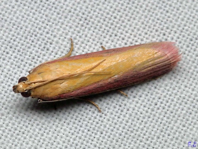 Oncocera semirubella - lucernamoly