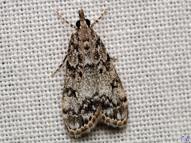 Eudonia