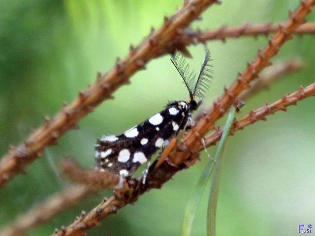 Euplocamus anthracinalis - fésűscsápú korhadékmoly