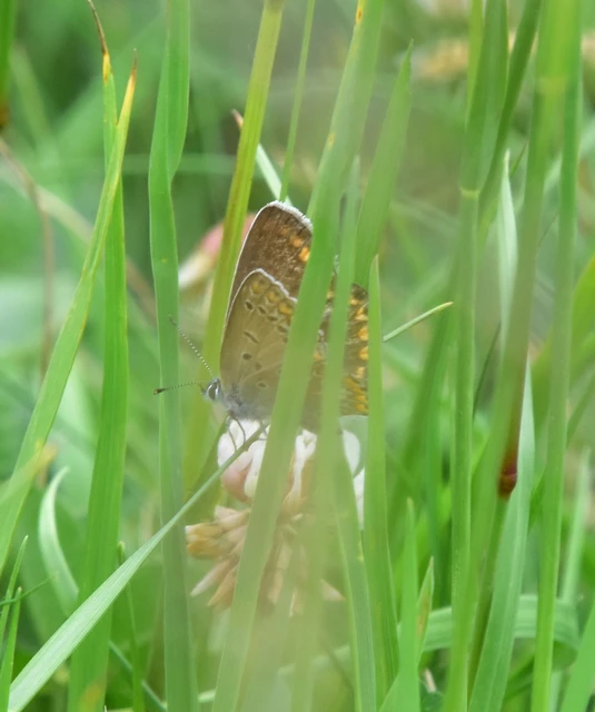 Polyommatus icarus - közönséges boglárka