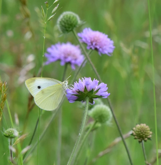 Pieris rapae - répalepke