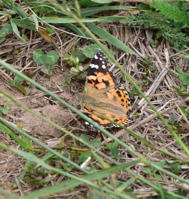 Vanessa cardui - bogáncslepke