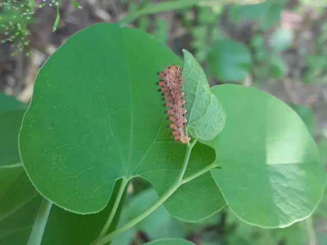 Zerynthia polyxena - farkasalmalepke