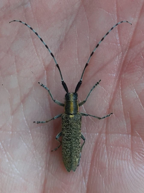 Agapanthia villosoviridescens - fehérgyűrűs bogáncscincér