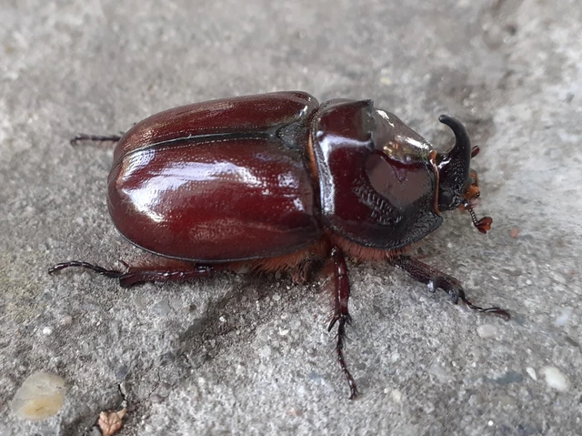 Oryctes nasicornis - orrszarvú bogár
