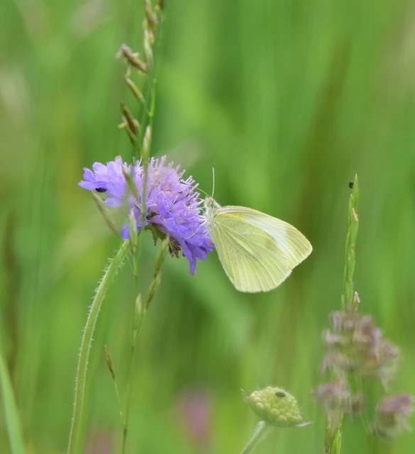 Pieris rapae - répalepke