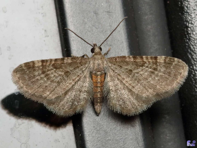 Eupithecia haworthiata - rozsdástestű törpearaszoló