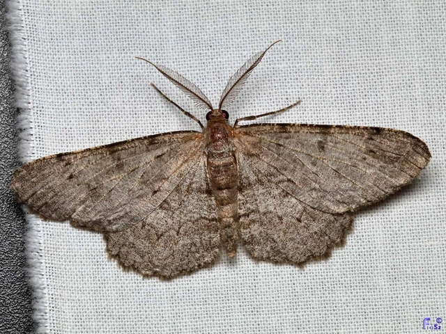 Hypomecis punctinalis - pettyes faaraszoló