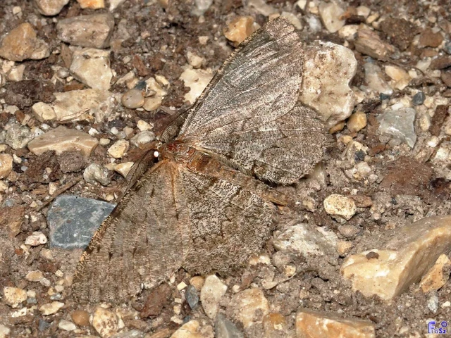 Hypomecis punctinalis - pettyes faaraszoló