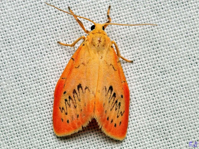 Miltochrista miniata - piros medvelepke