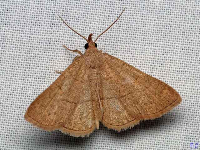 Paracolax tristalis - sárgás karcsúbagoly