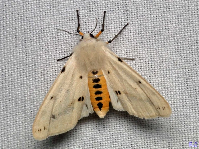 Spilarctia lutea - sárgás medvelepke