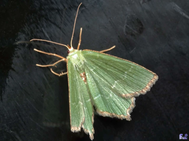 Hemithea aestivaria - nyír-zöldaraszoló