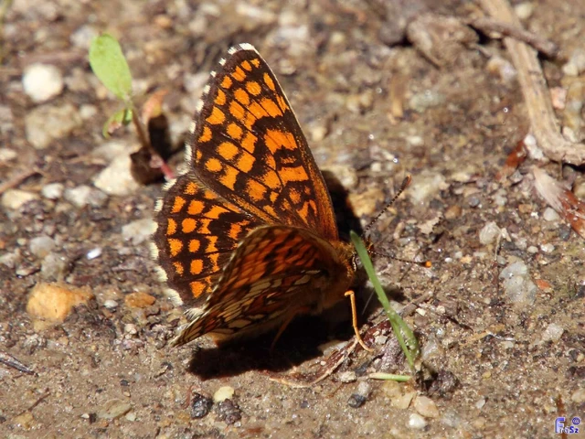 Melitaea athalia - közönséges tarkalepke