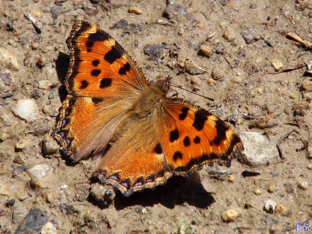 Nymphalis polychloros - nagy rókalepke