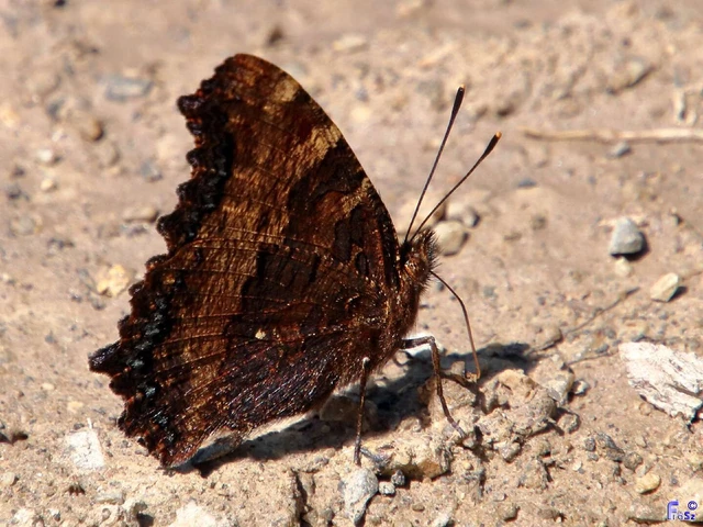 Nymphalis polychloros - nagy rókalepke