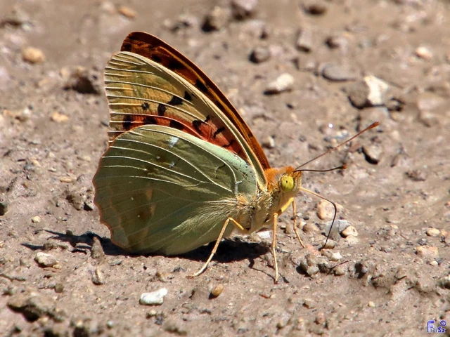 Argynnis pandora - zöldes gyöngyházlepke