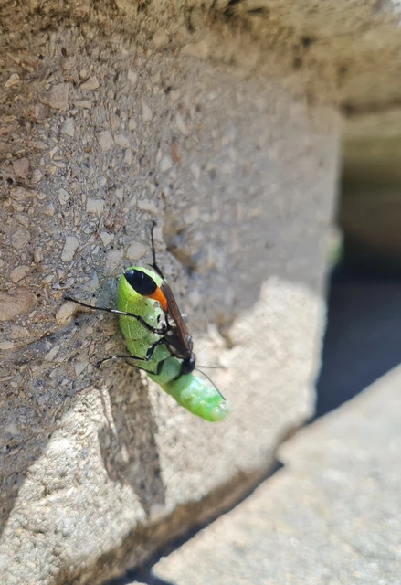 Ammophila sabulosa - homoki hernyóölődarázs