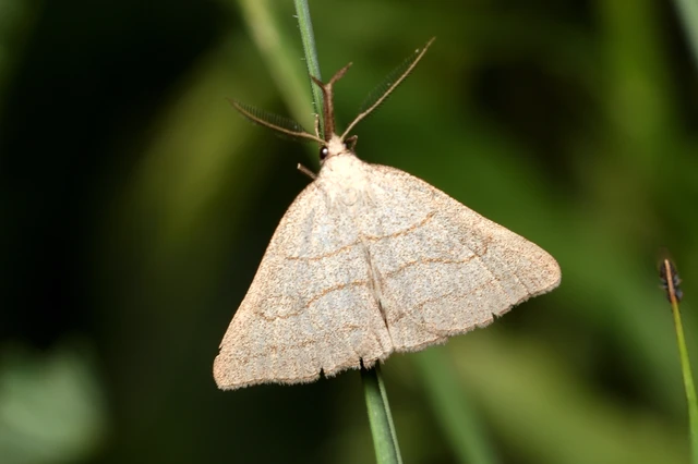 Polypogon tentacularia - sötétaljú karcsúbagoly