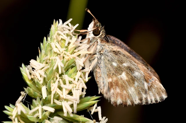 Carcharodus alceae - mályva-busalepke