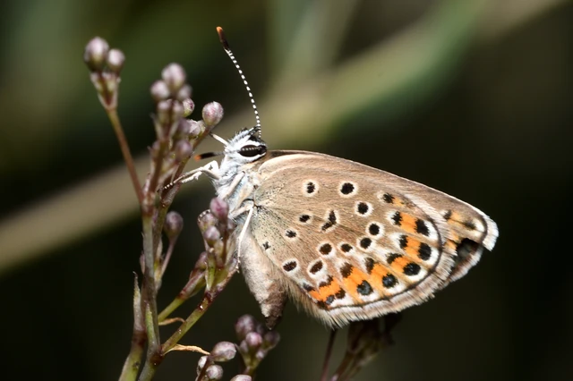 Plebejus argus - ezüstös boglárka