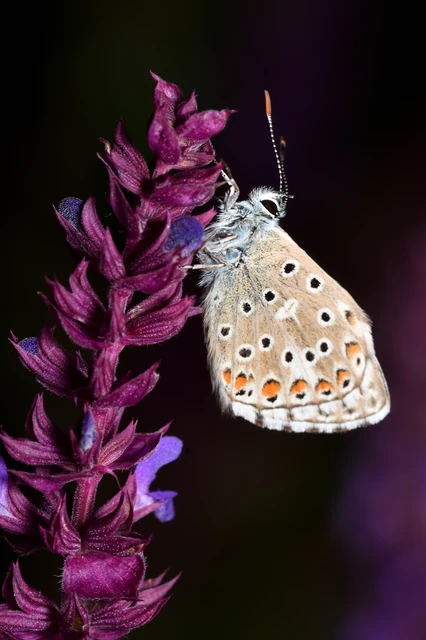 Polyommatus bellargus - égszínű boglárka