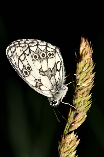 Melanargia galathea - sakktáblalepke
