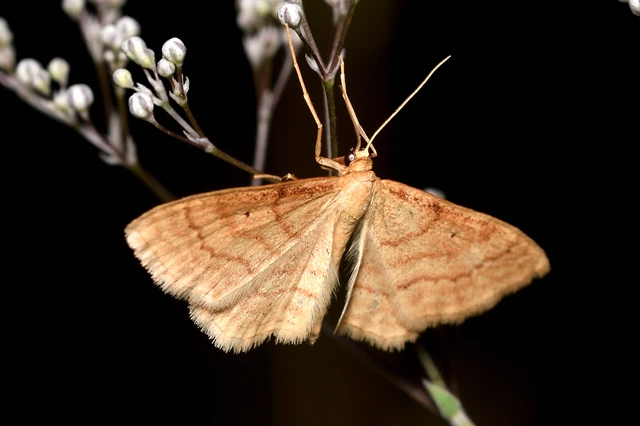 Idaea rufaria - vörhenyes sávosaraszoló