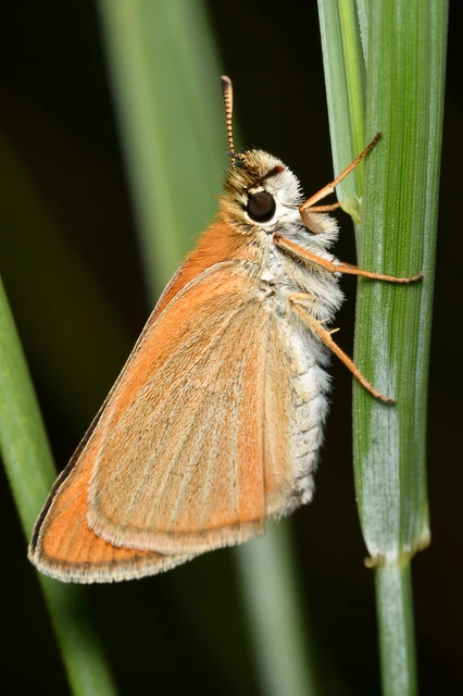 Thymelicus lineola - vonalas busalepke