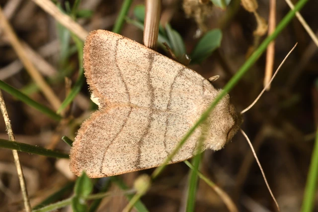 Charanyca trigrammica - háromsávos lombbagoly