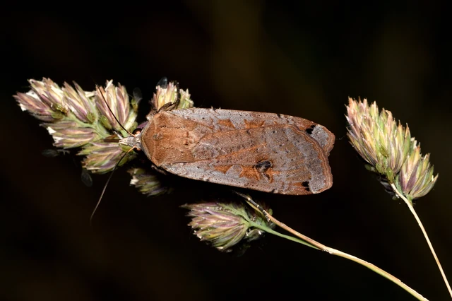 Noctua pronuba - nagy sárgafűbagoly