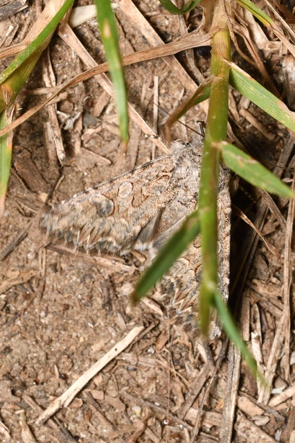 Hadula trifolii - lóherebagoly