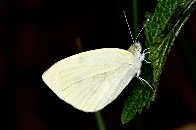 Pieris rapae - répalepke
