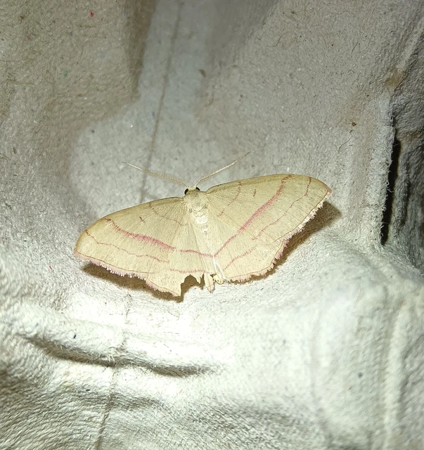Rhodostrophia vibicaria - pirosszélű araszoló