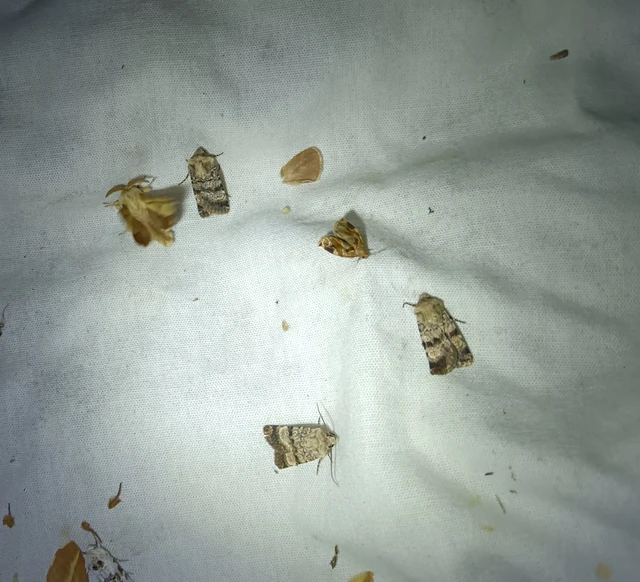 Chersotis fimbriola - csillogó földibagoly