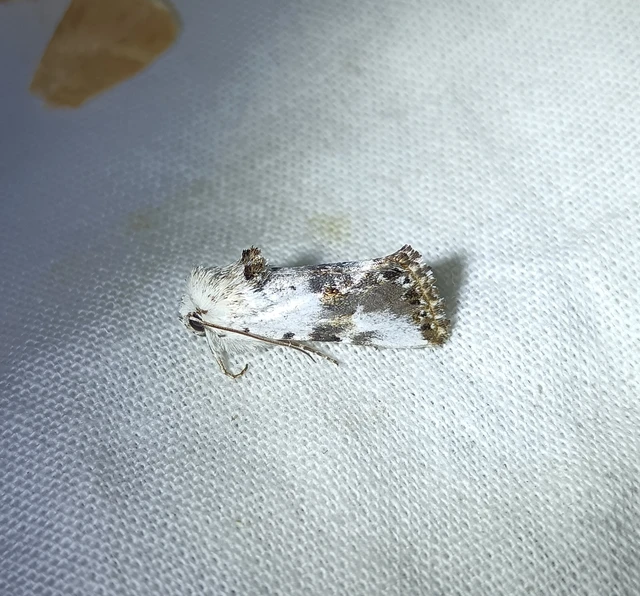 Calophasia opalina - barnafoltú fehérbagoly