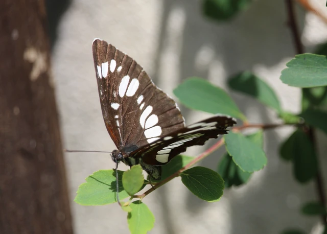 Neptis rivularis - nagy fehérsávoslepke