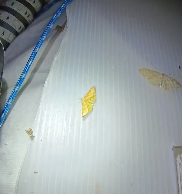 Idaea aureolaria - aranyos sávosaraszoló